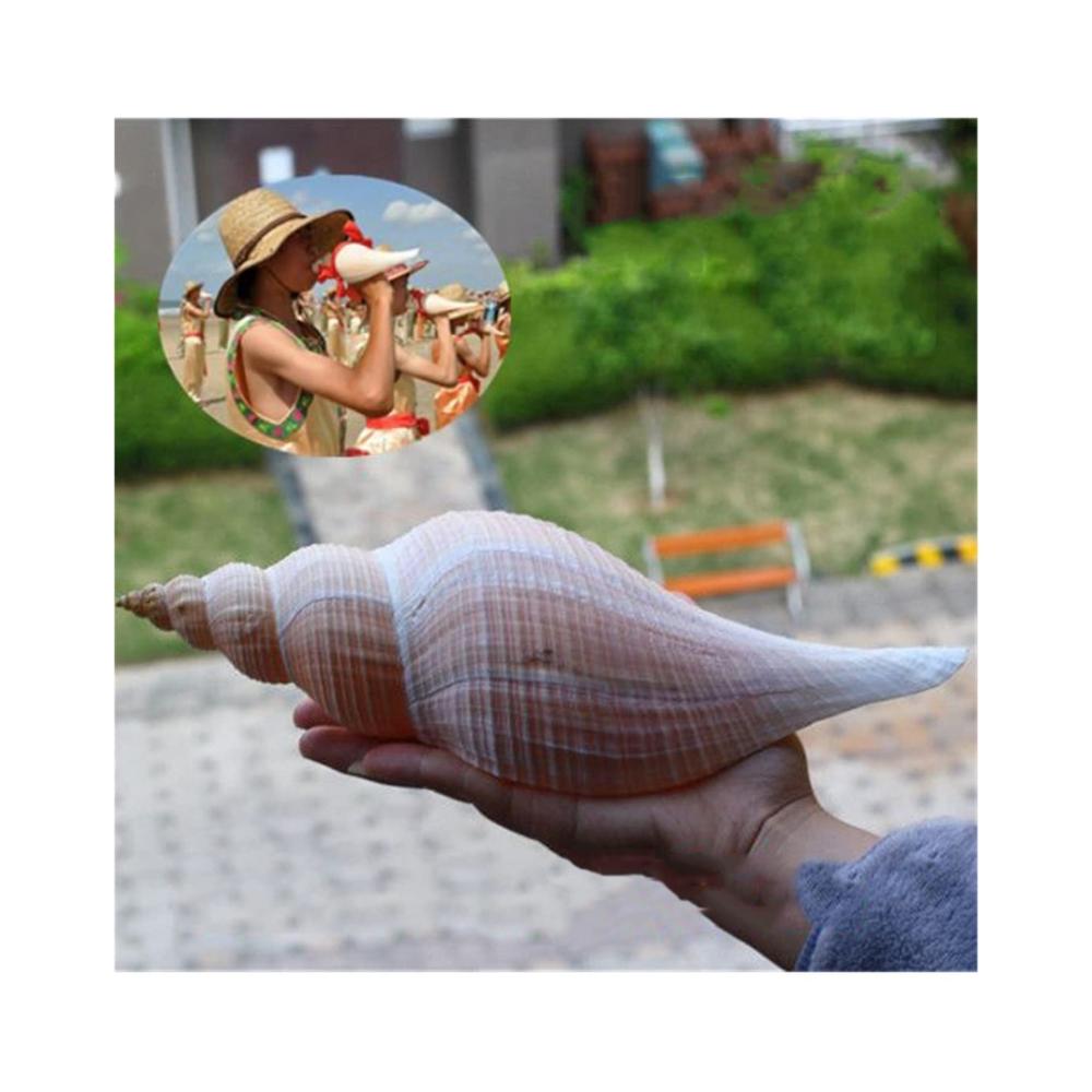 Premium Granulate für die perfekte Dekoration Natürliche Muschelschalen & lange Schnecken - Taoistische Aqumotic Kolosseus-Dekoration (ca