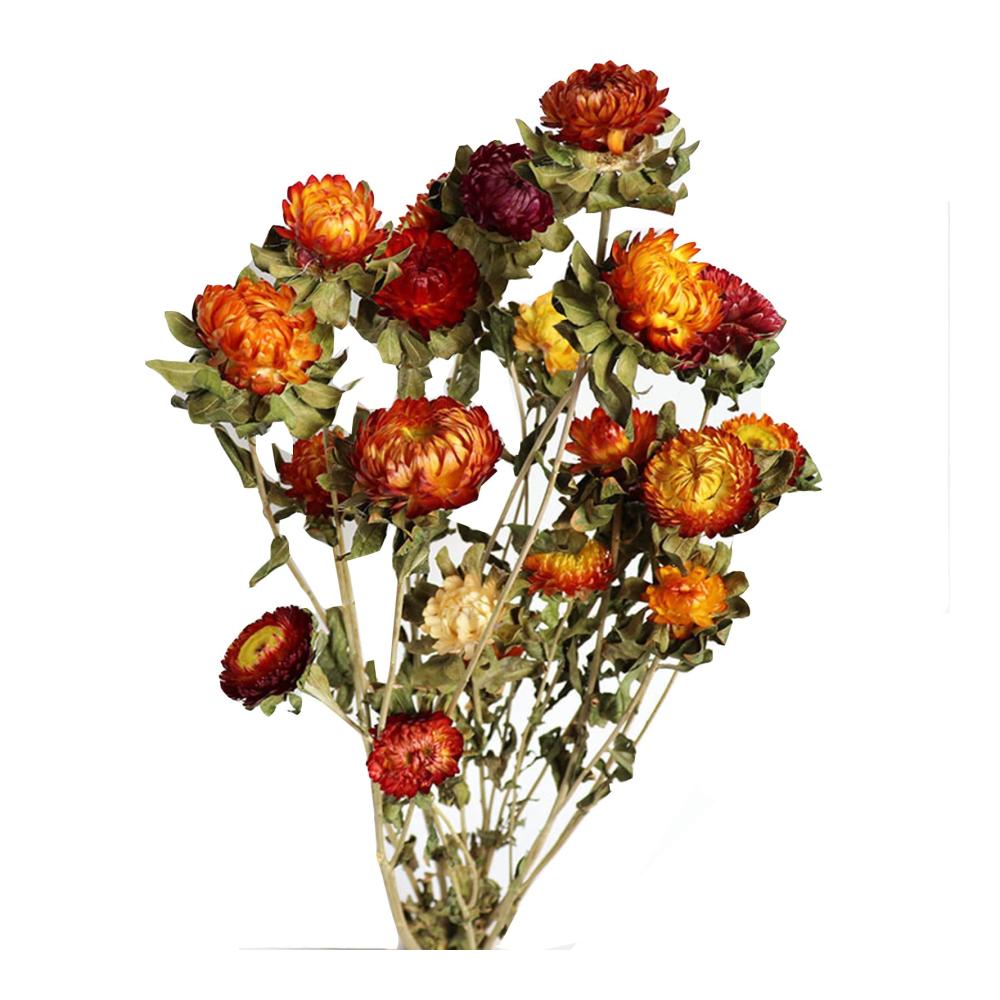 Entzückendes Getrocknete Blumen Bouquet 20 Stück Ananas Chrysantheme Natürlich und Echt für Blumenarrangement und Home Decor - Fr