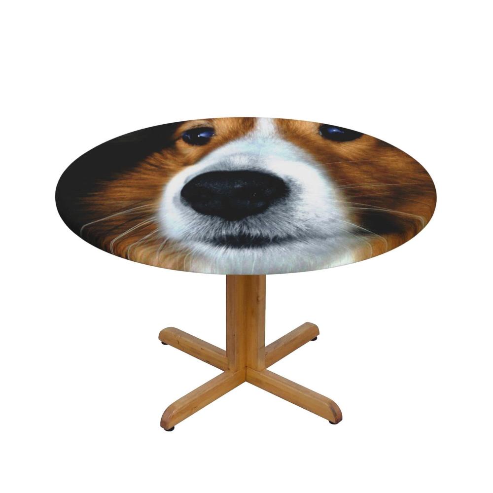 Shetland Sheepdog
