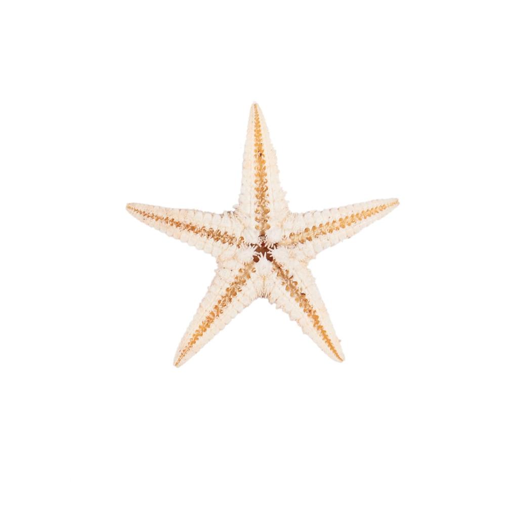 Perfektes Set für kreative Köpfe 180-teiliges Bastelkit für Geräte Perlenweben & Schmuckherstellung mit kleinen Seesternen Muscheln und Sternen am Strand. Entdecken Sie Ihre handwerkliche Seite