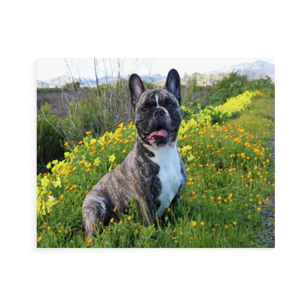 Entdecken Sie die kreative Welt der Malen-nach-Zahlen-Kits DIY-Farbe nach Zahl für Erwachsene & Kinder - Französische Bulldogge-Thema - 16x20 Acryl & Öl Gemälde auf Leinwand - Digitales Malerlebnis inklusive. Tauchen Sie ein in die Kunst des Malens
