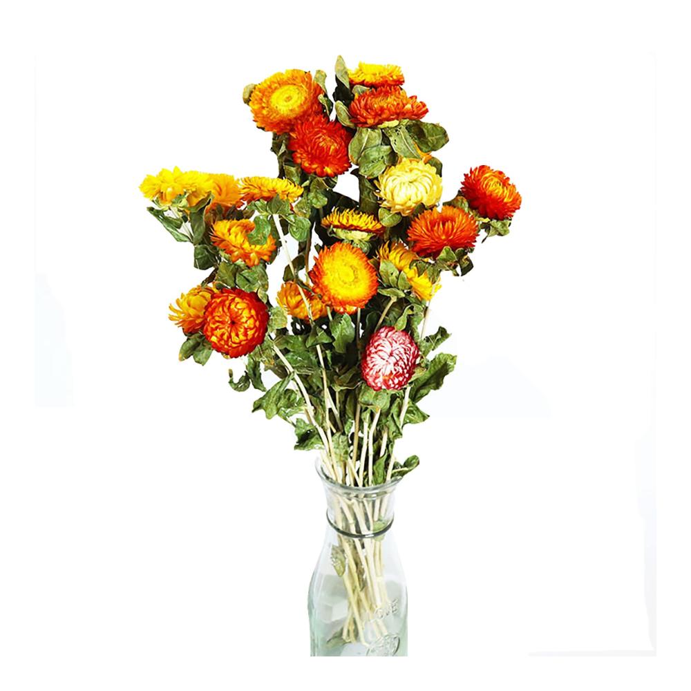 Entzückendes Getrocknete Blumen Bouquet 20 Stück Ananas Chrysantheme Natürlich und Echt für Blumenarrangement und Home Decor - Fr