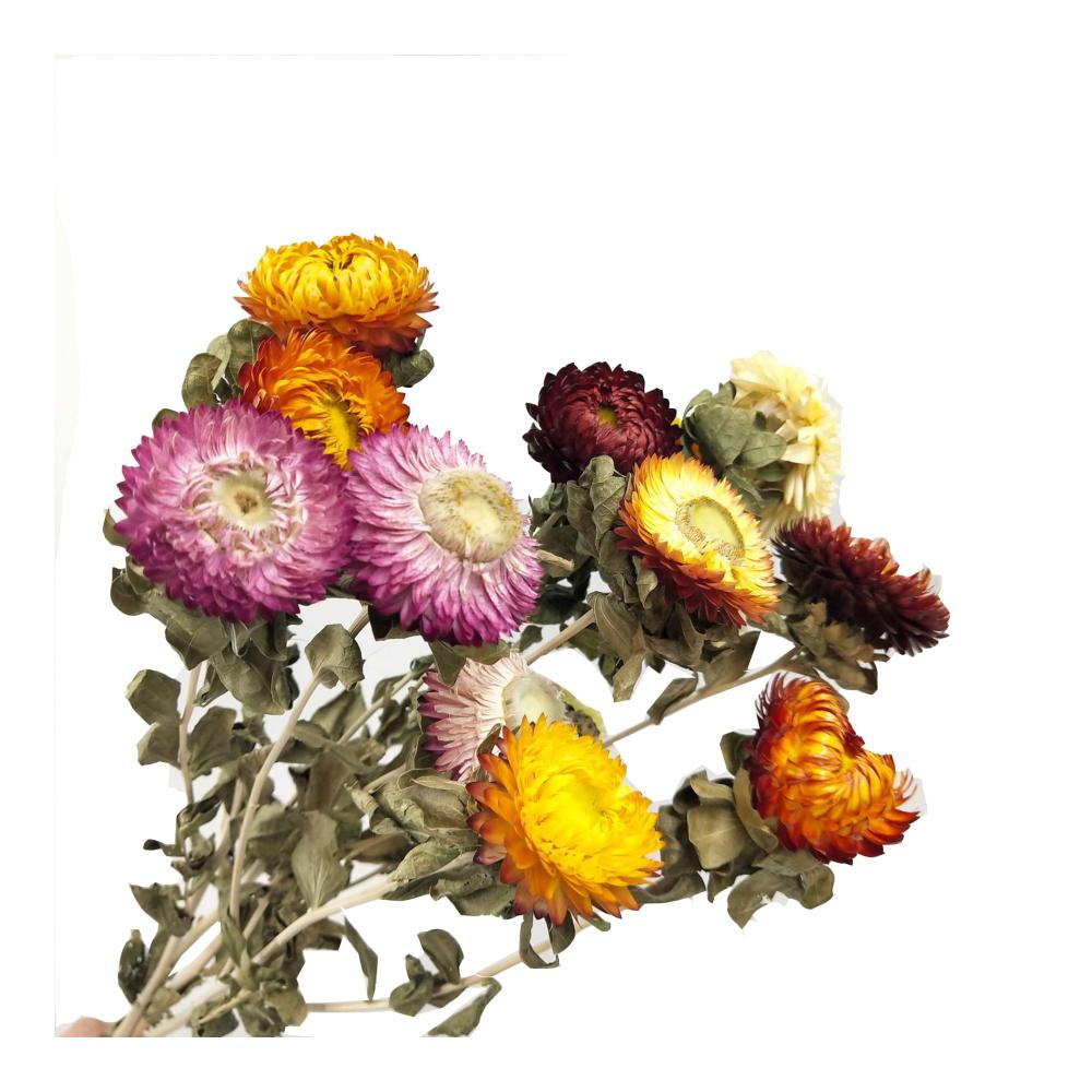 Entzückendes Getrocknete Blumen Bouquet 20 Stück Ananas Chrysantheme Natürlich und Echt für Blumenarrangement und Home Decor - Fr