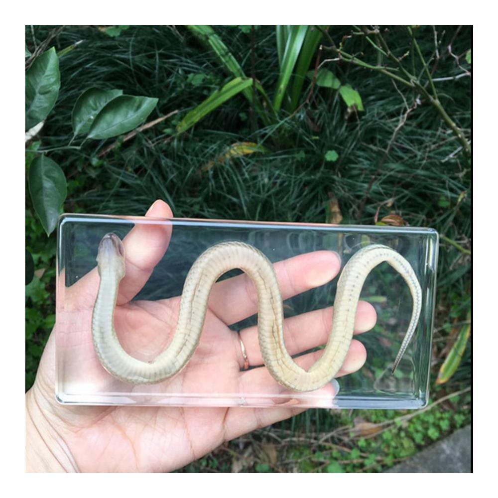 Kreativer Ton und Töpferei Transparenter Acrylblock für kunstvolles Handwerk mit echter Schlangen-Reptilien-Prägung. Perfektes Geschenk für junge Künstler und wissenschaftliche Bildung