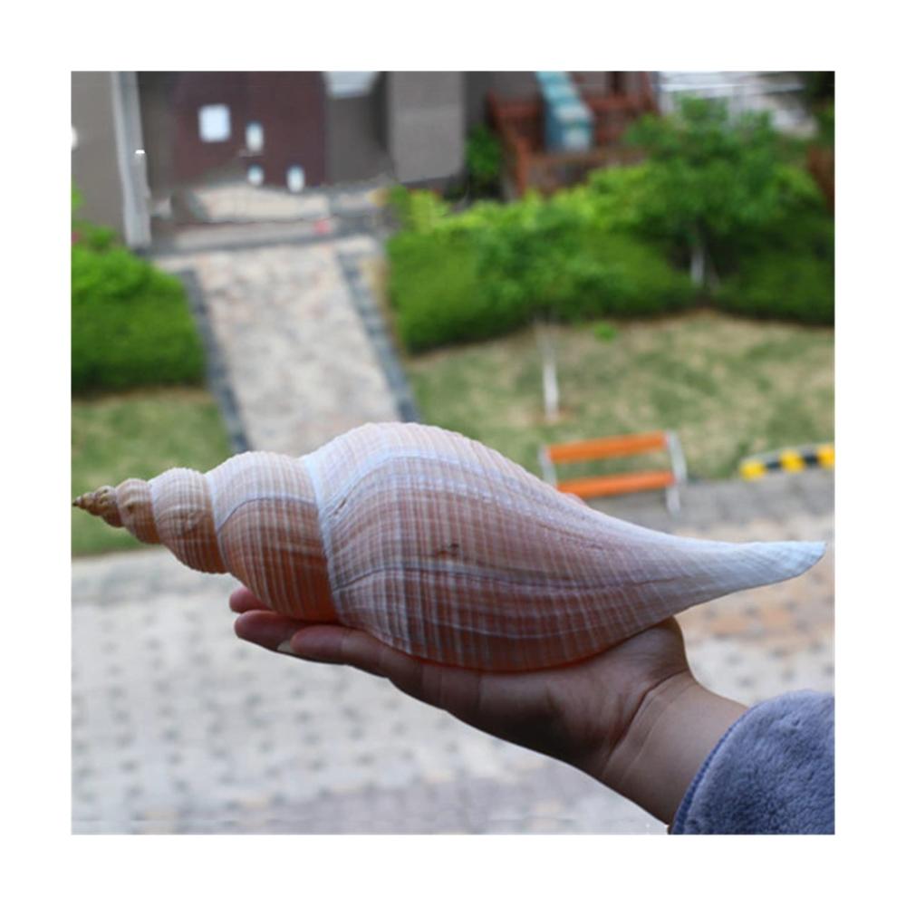 Premium Granulate für die perfekte Dekoration Natürliche Muschelschalen & lange Schnecken - Taoistische Aqumotic Kolosseus-Dekoration (ca