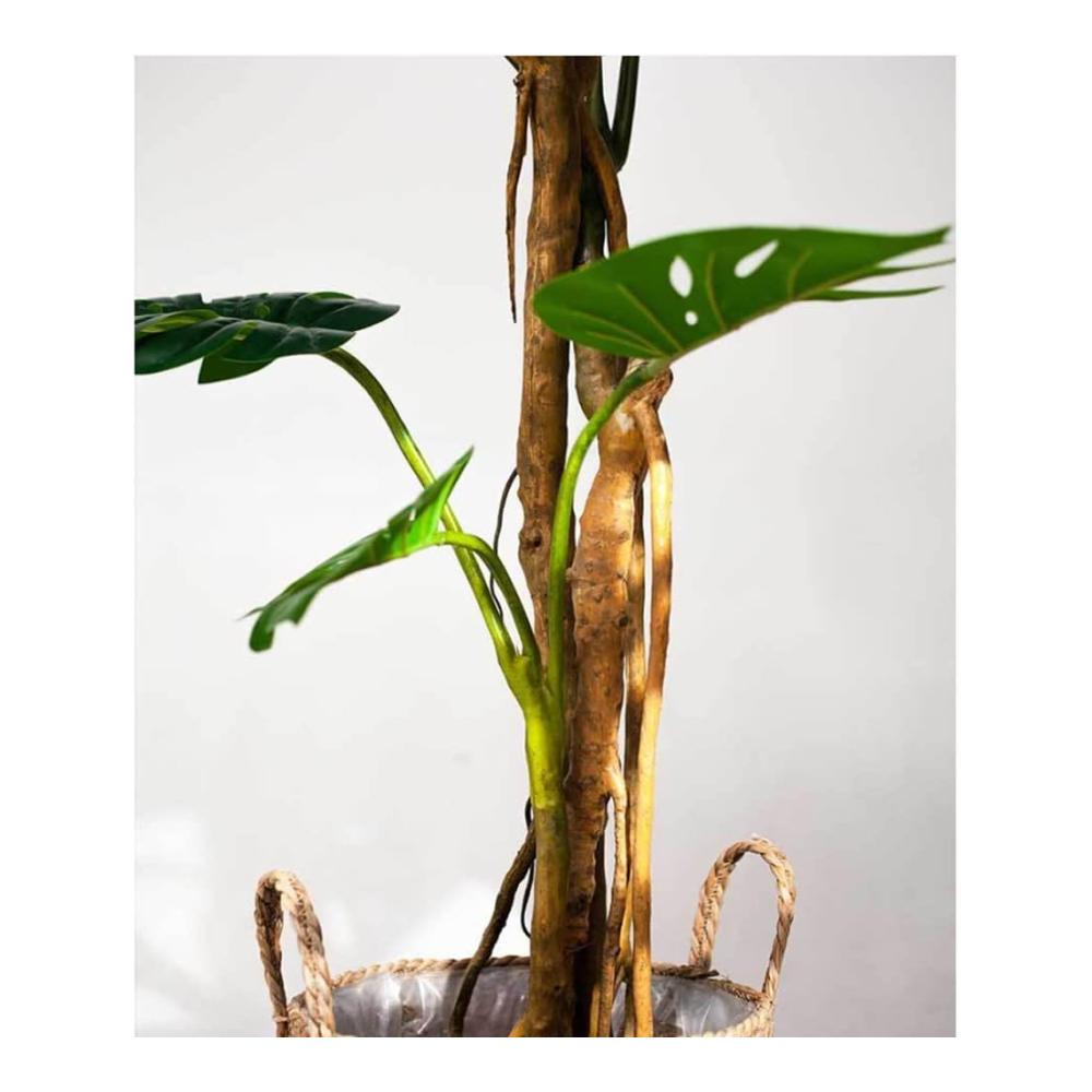 Begrüßen Sie den Frühling mit unserem lebensechten Kunstbaum Monstera-Baum! Perfekt für Ihr Zuhause und Wohnzimmer diese 9 Fuß hohe künstliche Pflanze mit realistischen Blättern wird jeden begeistern. Ideal für diejenigen die echte Pflanzen lieben aber keine Zeit für die Pflege haben. Gönnen Sie sich einen Hauch von Natur und Frische ohne sich um das Gießen oder Beschneiden kümmern zu müssen. Verschönern Sie Ihr Zuhause mit diesem hochwertigen bodenstehenden künstlichen Baum