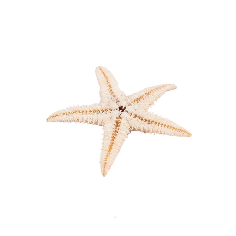 Perfektes Set für kreative Köpfe 180-teiliges Bastelkit für Geräte Perlenweben & Schmuckherstellung mit kleinen Seesternen Muscheln und Sternen am Strand. Entdecken Sie Ihre handwerkliche Seite