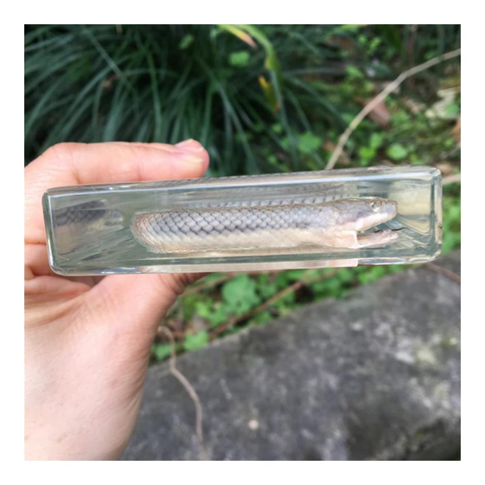 Kreativer Ton und Töpferei Transparenter Acrylblock für kunstvolles Handwerk mit echter Schlangen-Reptilien-Prägung. Perfektes Geschenk für junge Künstler und wissenschaftliche Bildung