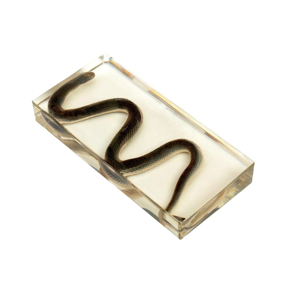 Kreativer Ton und Töpferei Transparenter Acrylblock für kunstvolles Handwerk mit echter Schlangen-Reptilien-Prägung. Perfektes Geschenk für junge Künstler und wissenschaftliche Bildung